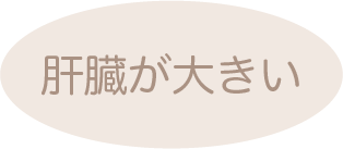 肝臓が大きい