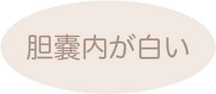 胆嚢内が白い