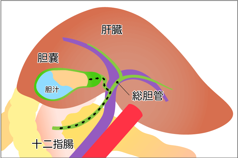 肝臓のイラスト